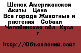 Шенок Американской Акиты › Цена ­ 35 000 - Все города Животные и растения » Собаки   . Челябинская обл.,Куса г.